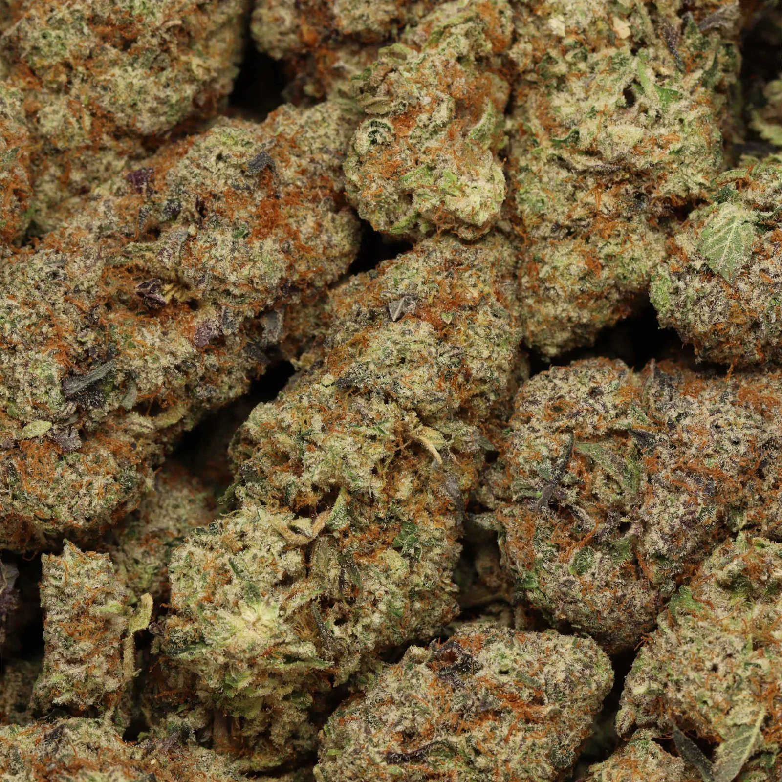 Butterscotch - Image 3