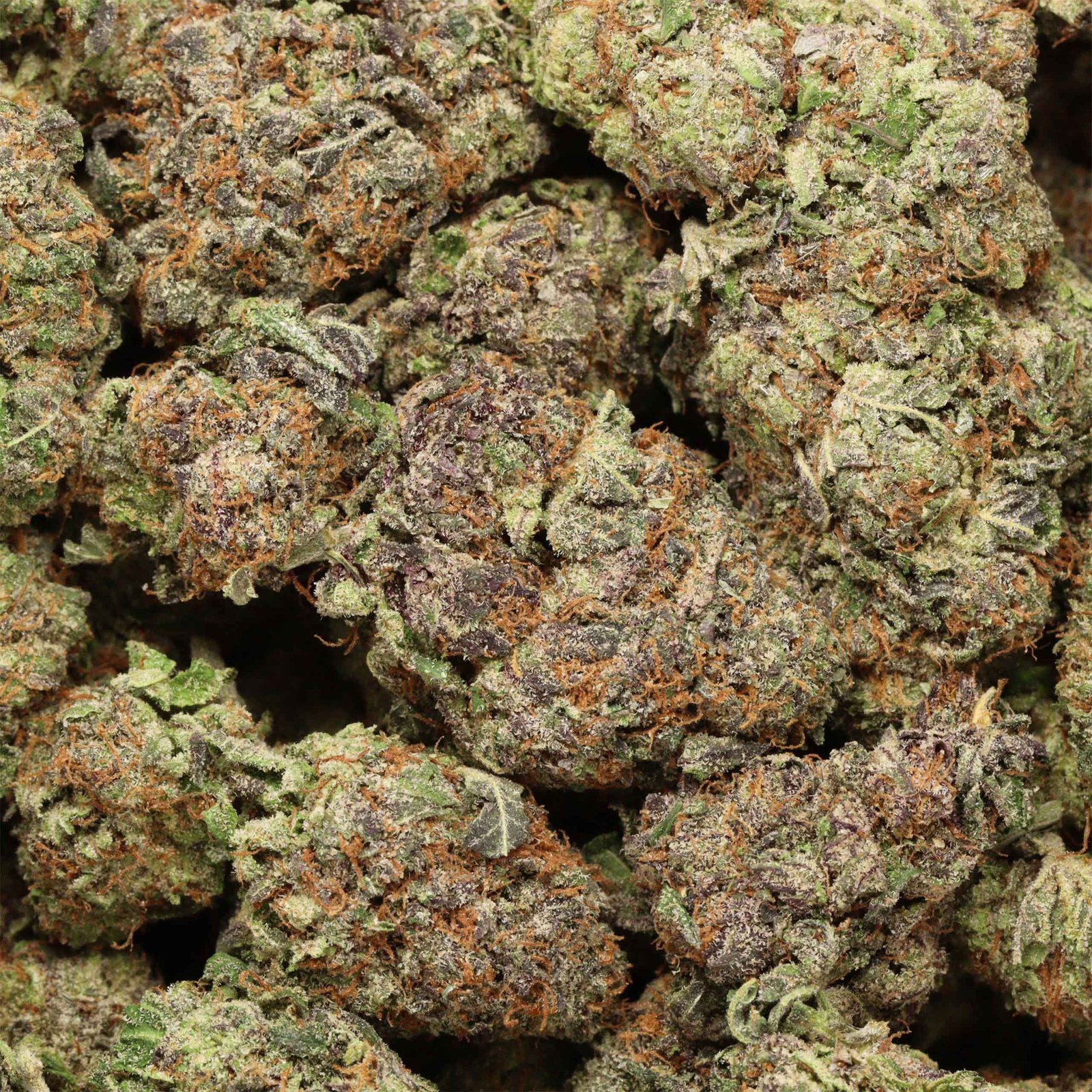 Maui Berry - Image 3
