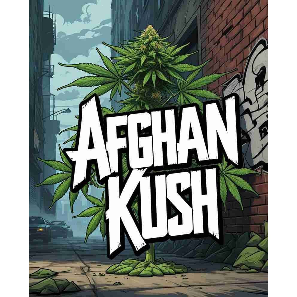 Afghan Kush Feminised Cannabis Seeds