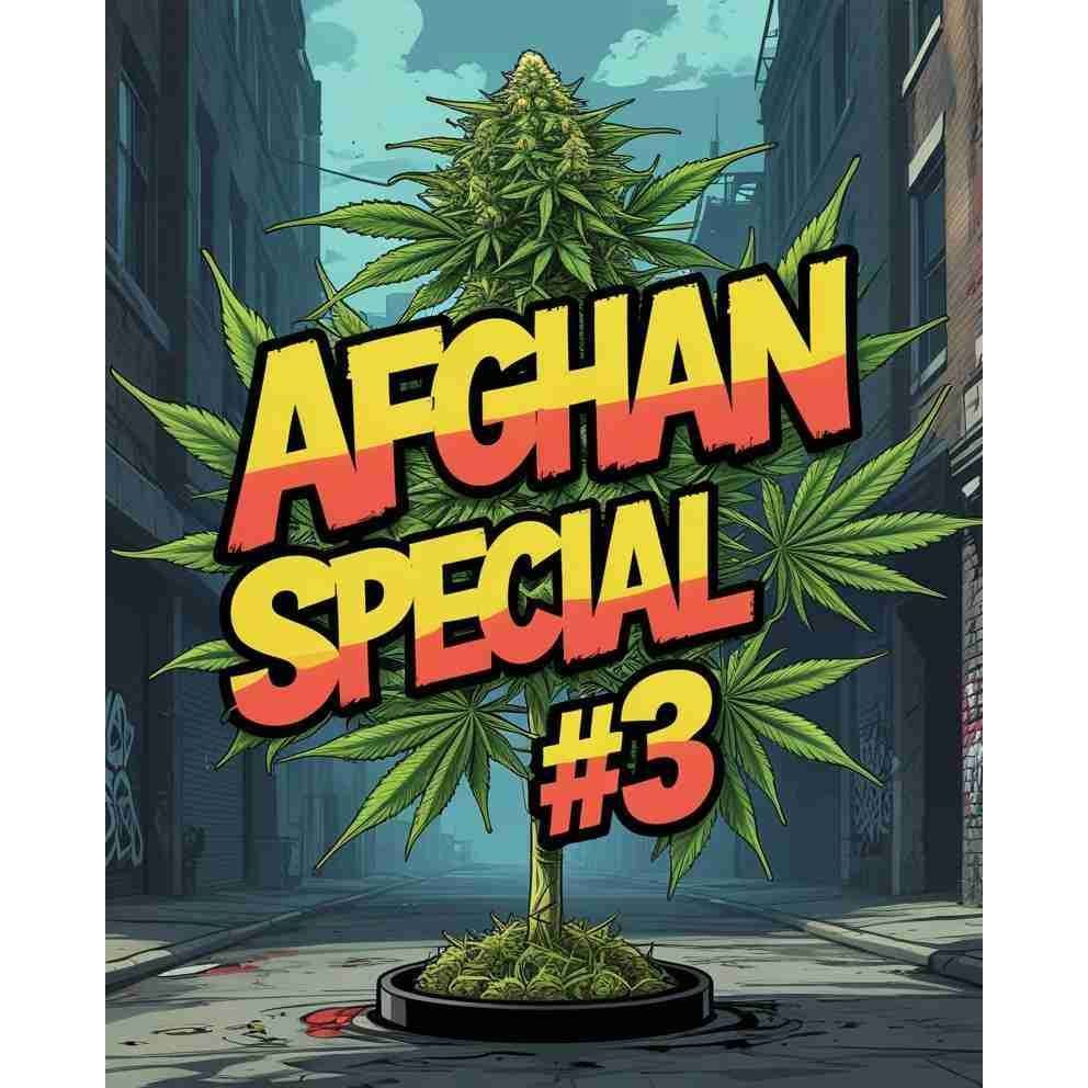 Afghan Special #3 Feminised Cannabis Seeds