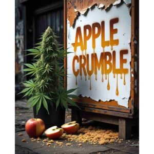 Apple Crumble Feminised Cannabis Seeds
