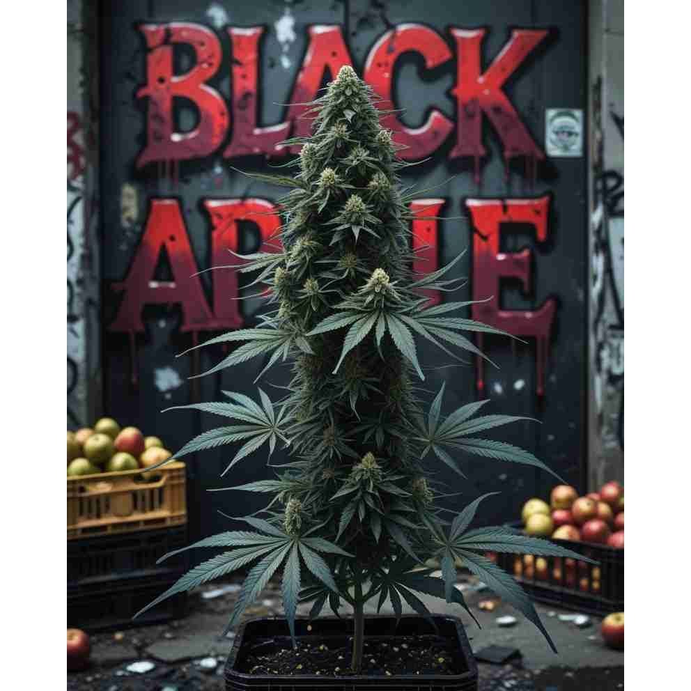 Black Apple Feminised Cannabis Seeds