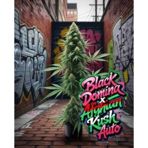 Black Domina x Afghan Kush Auto Cannabis Seeds