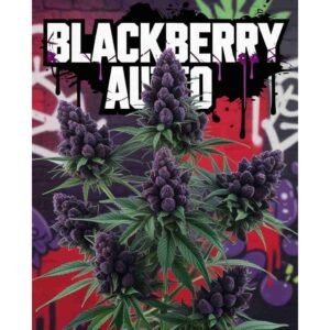 Blackberry Auto Feminised Cannabis Seeds