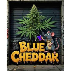 Blue Cheddar Feminised Cannabis Seeds