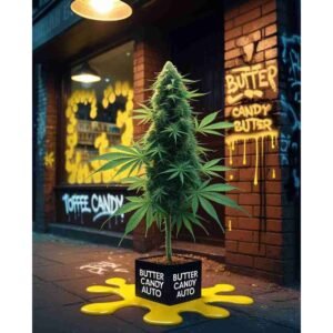 Butter Candy Auto Cannabis Seeds