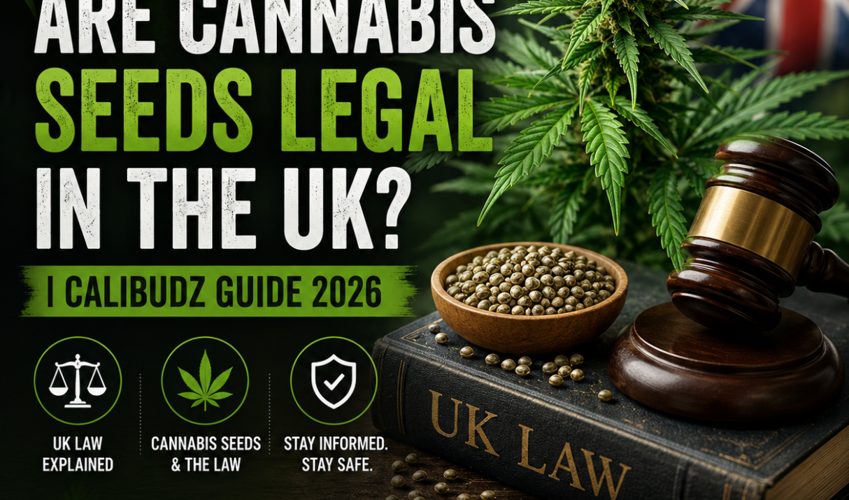Are Cannabis Seeds Legal in the UK? | THC Vape Stores Guide 2026