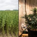 Split image: a tall industrial hemp field on the left and a short bushy indoor cannabis plant on the right