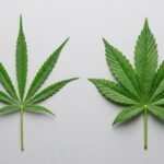 Two hemp leaves side by side: narrow sativa-type leaflets on the left and broad indica-type leaflets on the right